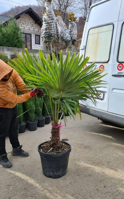 Vând palmieri trachycarpus fortunei de mai multe dimensiuni