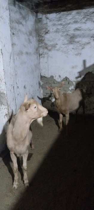 Сут йуналиш зотли эчкилар