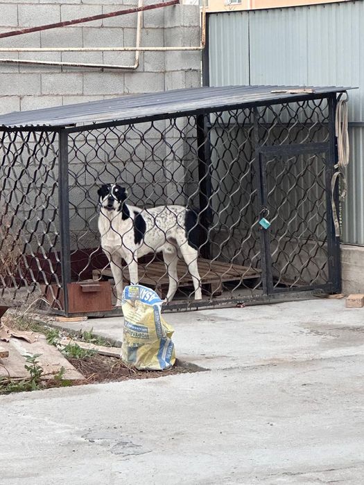 Бойцовский алабай сатылады