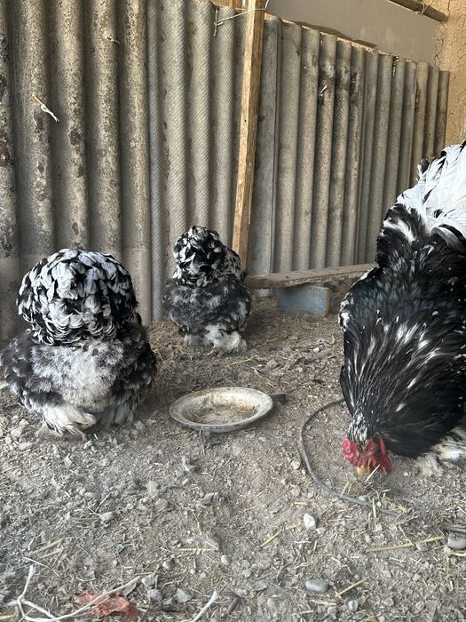 Брама мрамор товук инкубатцион тухумлари Brama tovuq