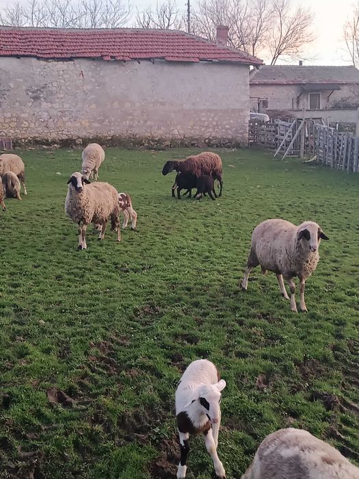 Продавам овце и агнета