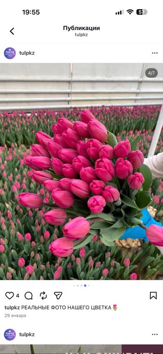 Тюльпаны Астана предзаказ