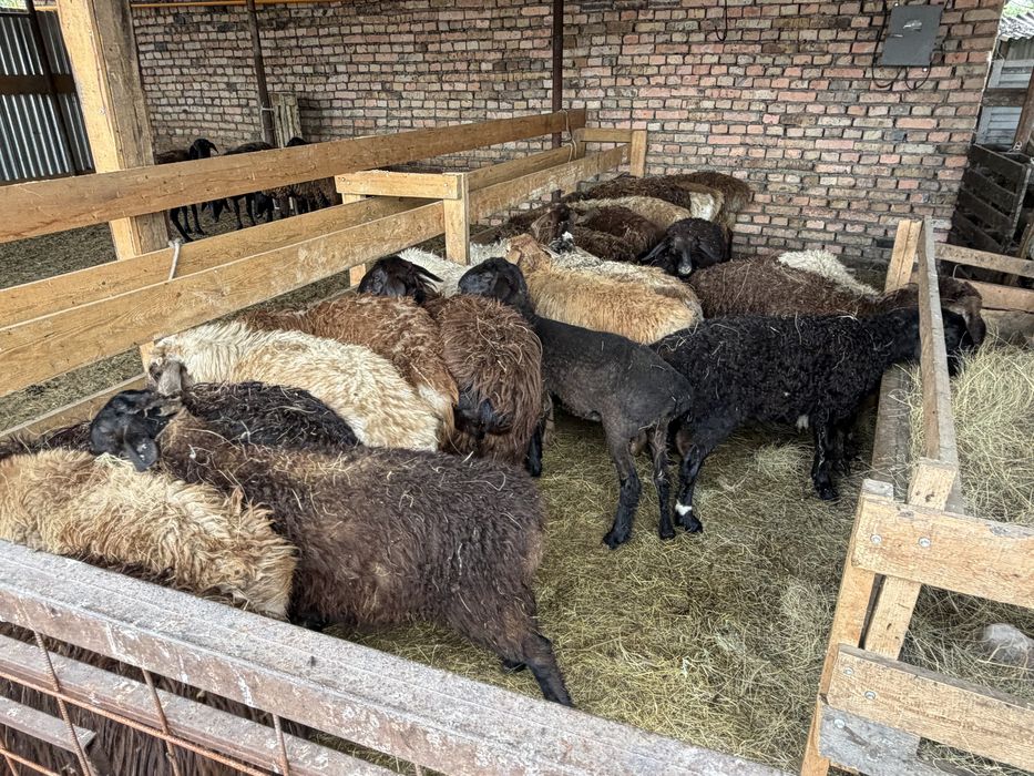 Продажа баранов в городе