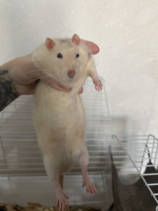 Продам крысу с клеткой