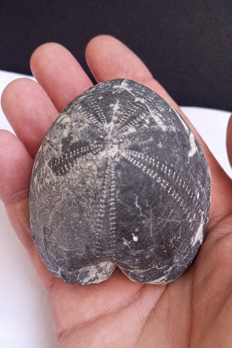 Фосил - морски таралеж,долна креда, България