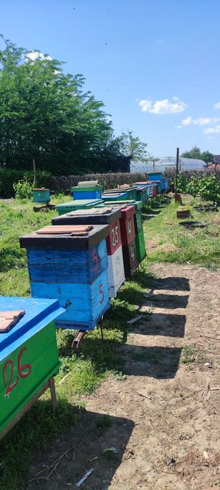 De vânzare familii albine puternice.