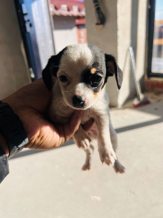 Малко куче пинчер