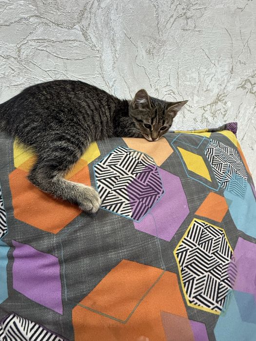 Отдам котенка в добрые руки
