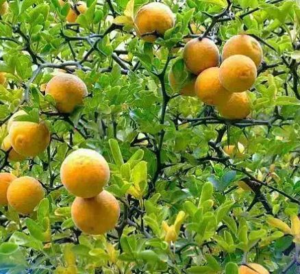 Lamai Trifoliat la Ghiveci