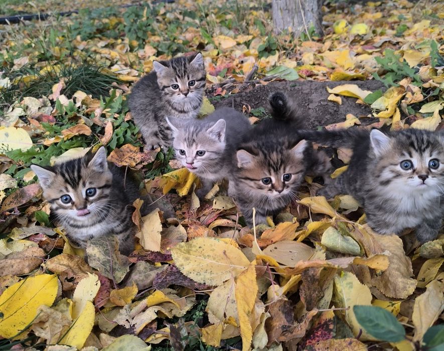 Продам очень красивых котят.