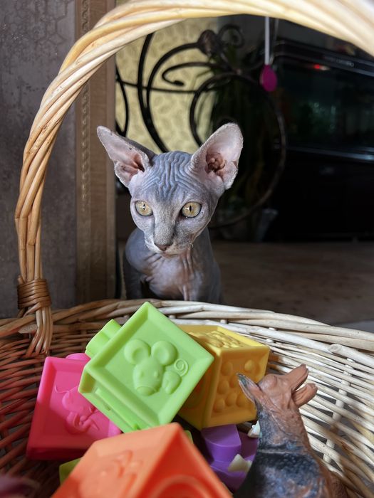 Котята канадский сфинкс