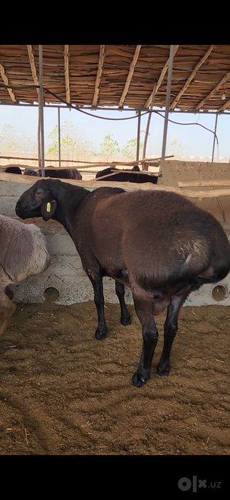 Qoʻchqorlar sotiladi