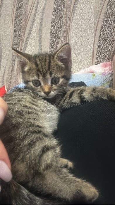 Отдам красивых котят