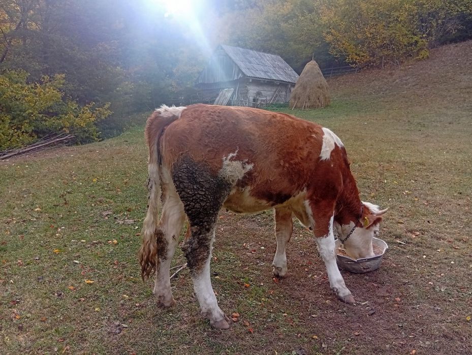 Vacă bălțată românească