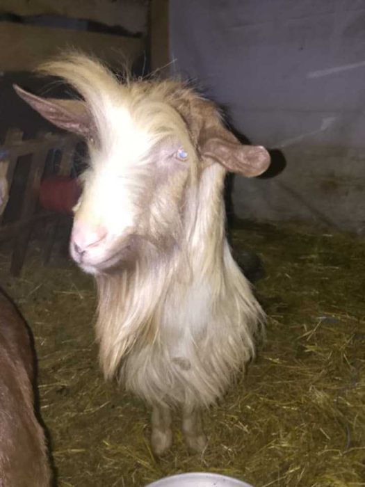 Продават се 3  скозни ,кози и 1 пръч