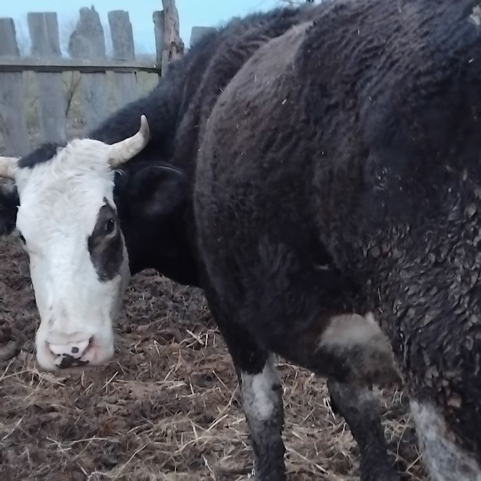 Vand vaca la a doua fatare