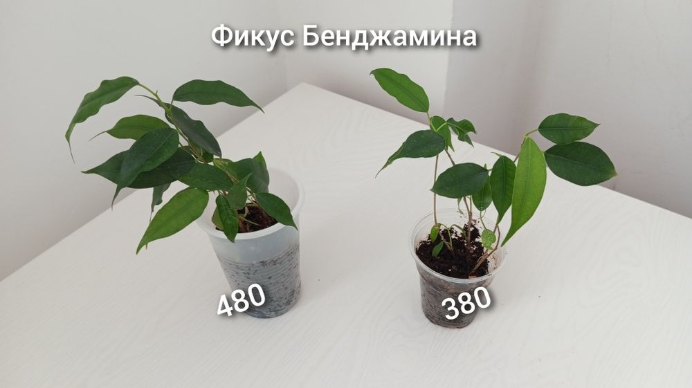 Үй гүлдері/Комнатные растения