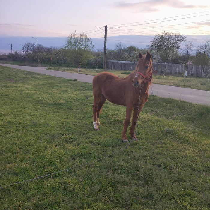 Vând cal, accept orice proba