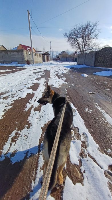 асалаумағаликум ВЕО сатлады