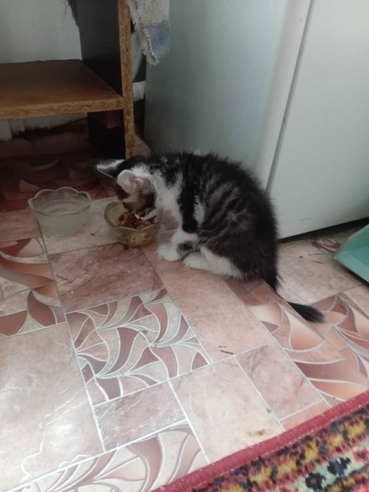 Бала мысық, котёнок