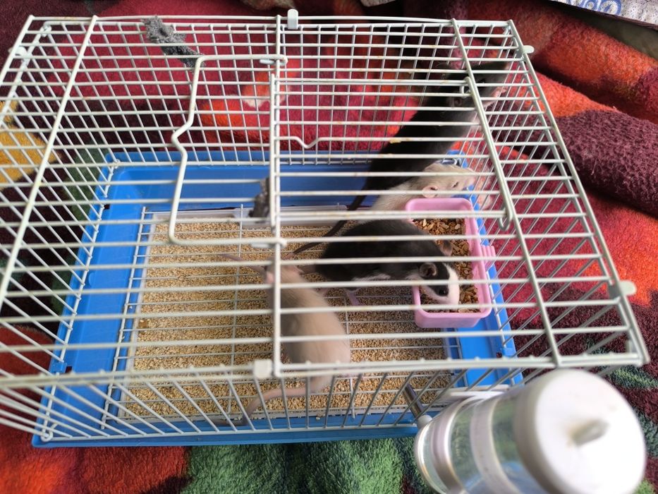 Продам крысят, месячных не дорого!