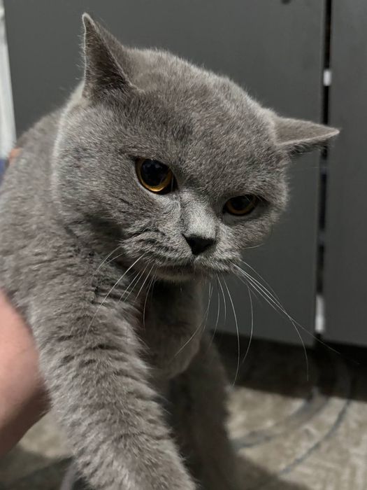 Qattiq soqollangan mushuklar onlayn