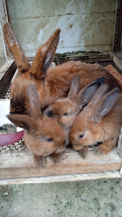 Продам крольчат 6 штук