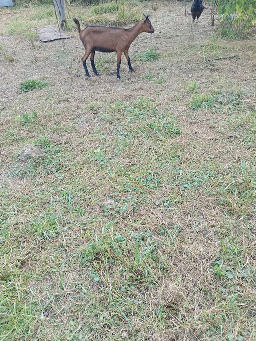 Vând ied și iadă alpin francez