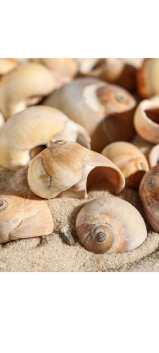 Набор ракушек, 2,5 - 4,5 см, 100 г
