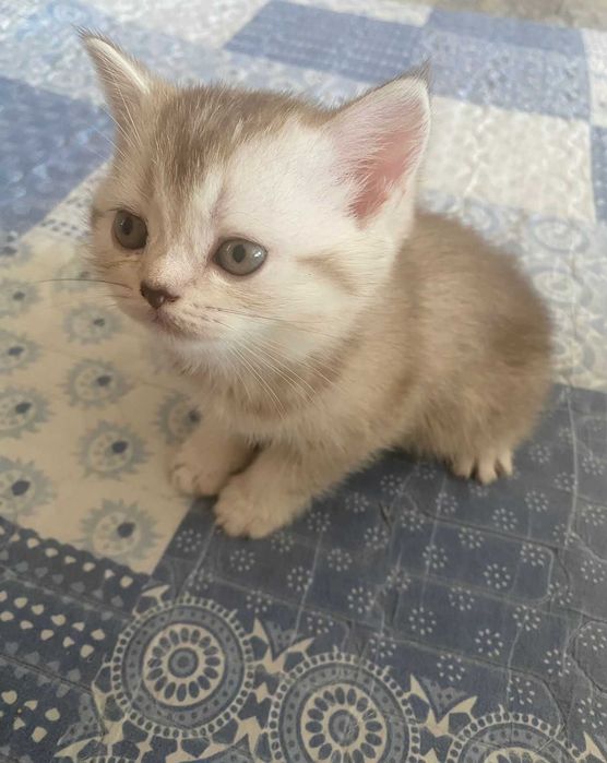 КОТЯТА Скоттиш-Страйт Вислоухие Скоттиш-Фолд