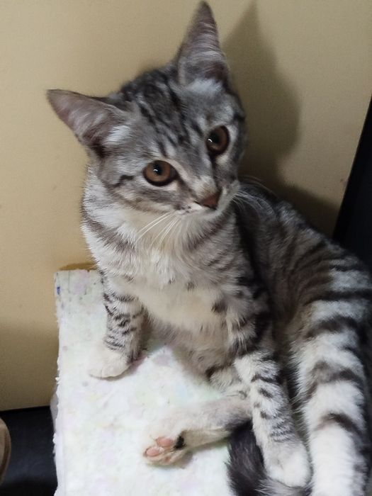 Кисуням нужен дом.