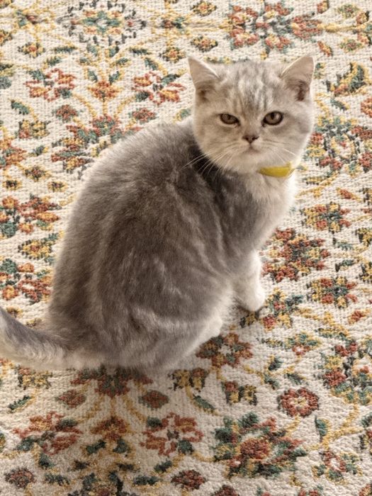 Продаются кошечки