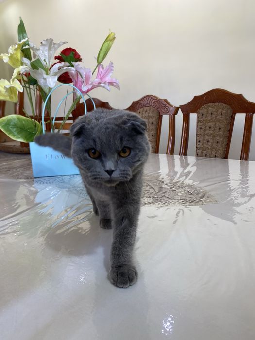 Срочно продам Кота Скотиш Фолд 4-5 месяцев