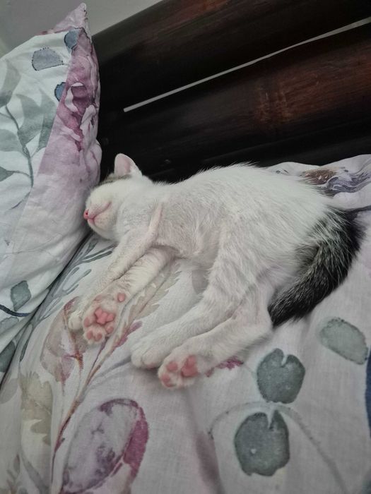 Donez 3 pisicute si un motanel. Sec 6.