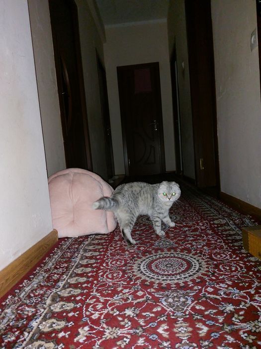 Skodish full qiz bola mushuk