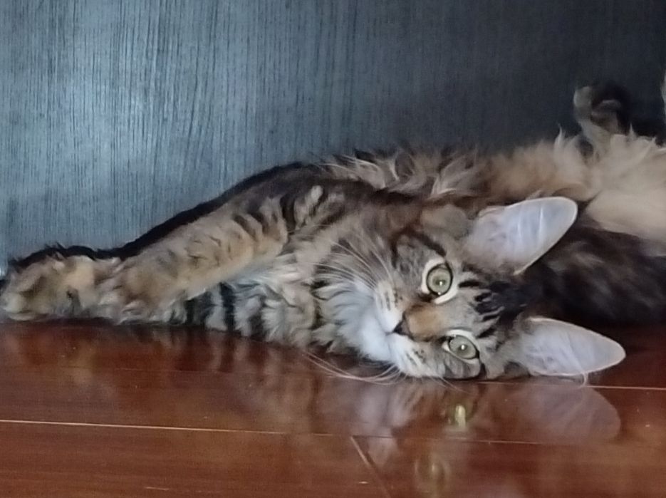 Fetița, rasa pura Maine Coon