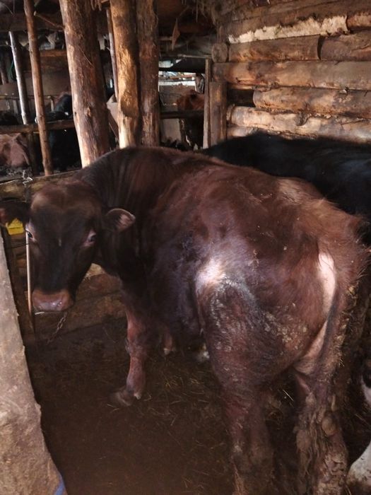 Продам  5 быков и одну телочку