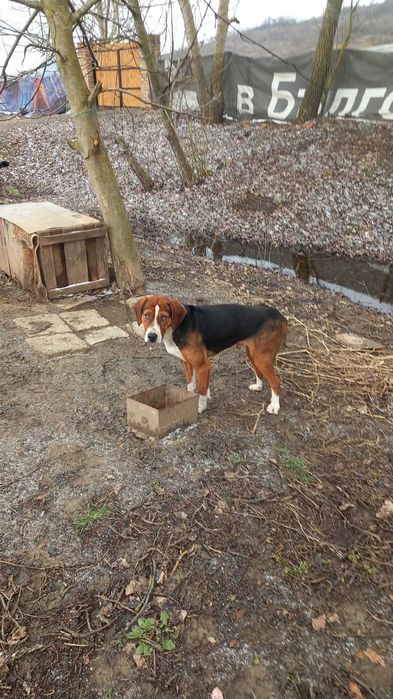 Продавам две мъжки гончета