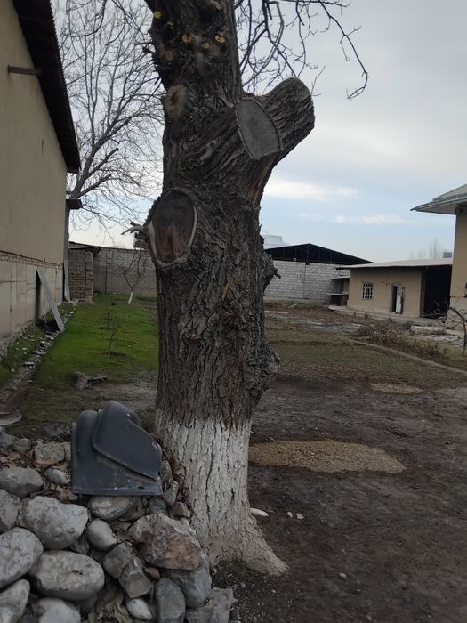 Yong'oq daraxti sotamiz.Juda qalin aylanasi2 metr buyi manimcha10 metr