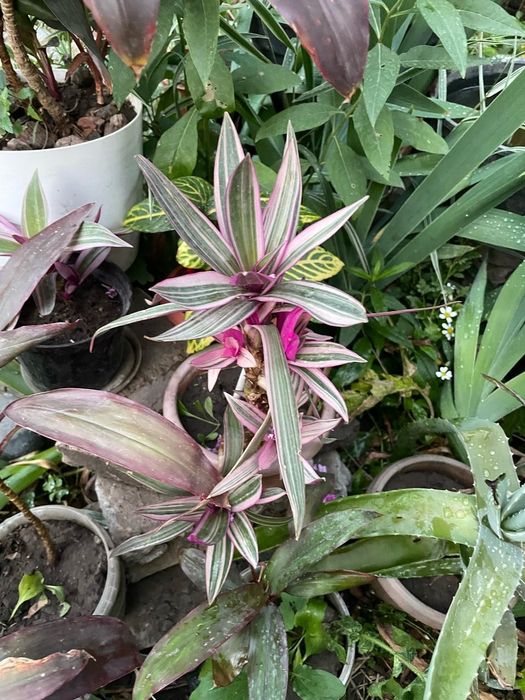 Продам комнатные цветы