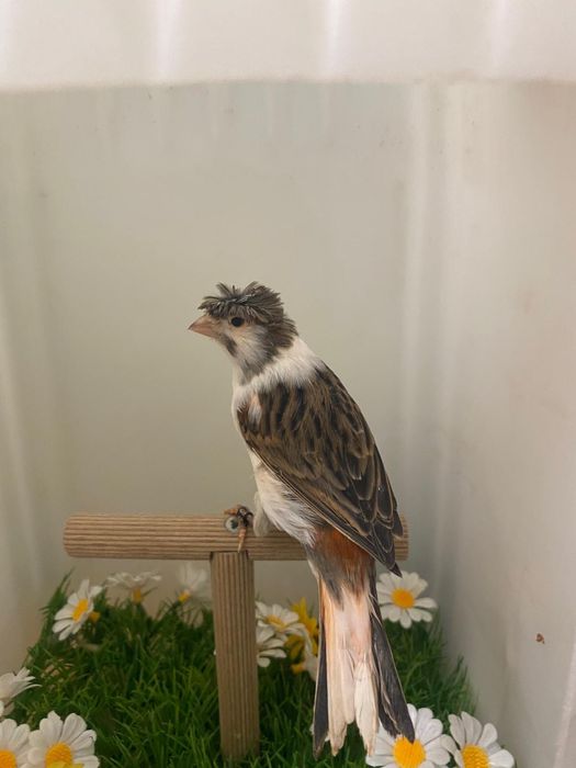 Canari arlechini portughezi