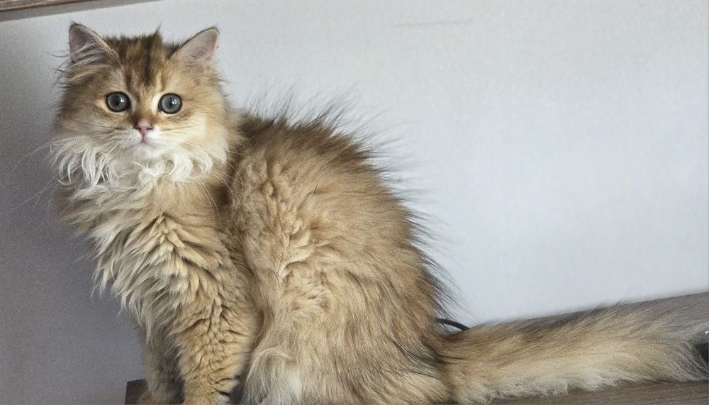 Fetita british longhair