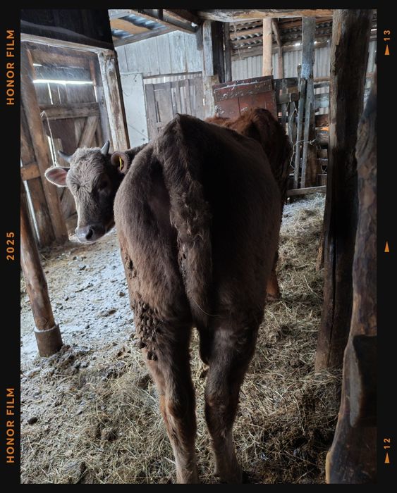 Продам тёлок полторашек по 430000