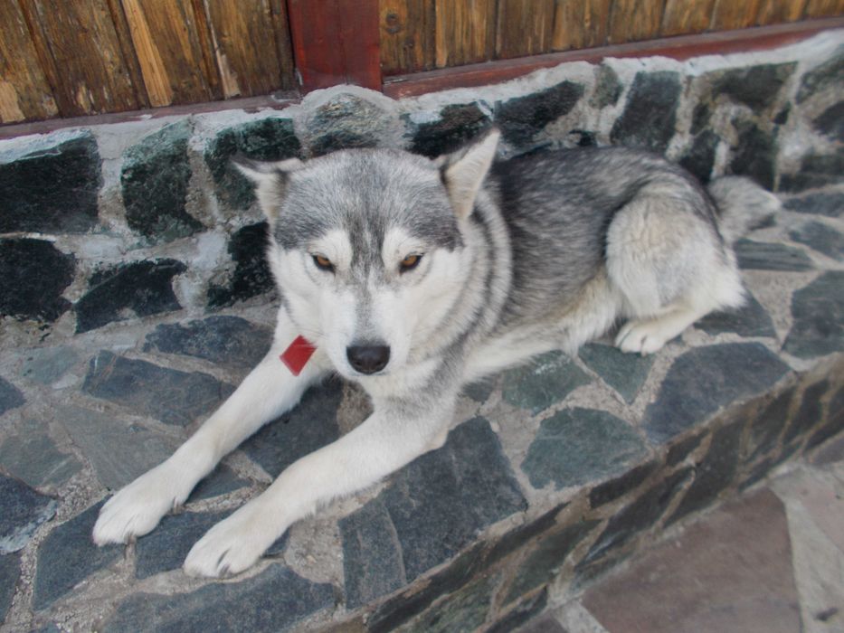 Vand catelusa malamut de alaska