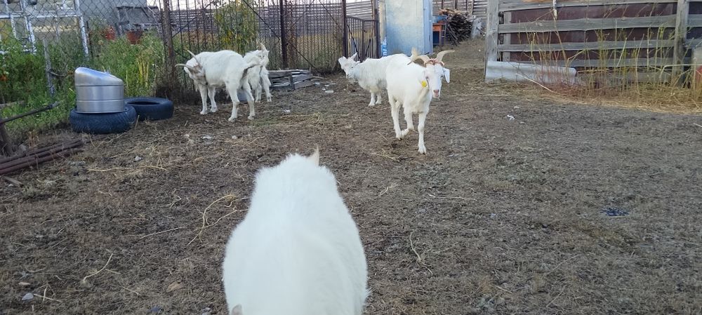 Продаем трех коз