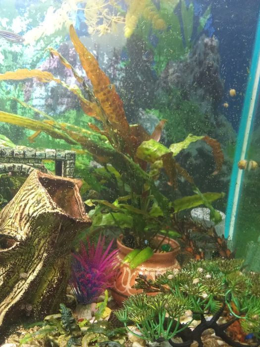 Продам растения для аквариума