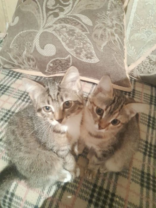 Отдам котят, девочки