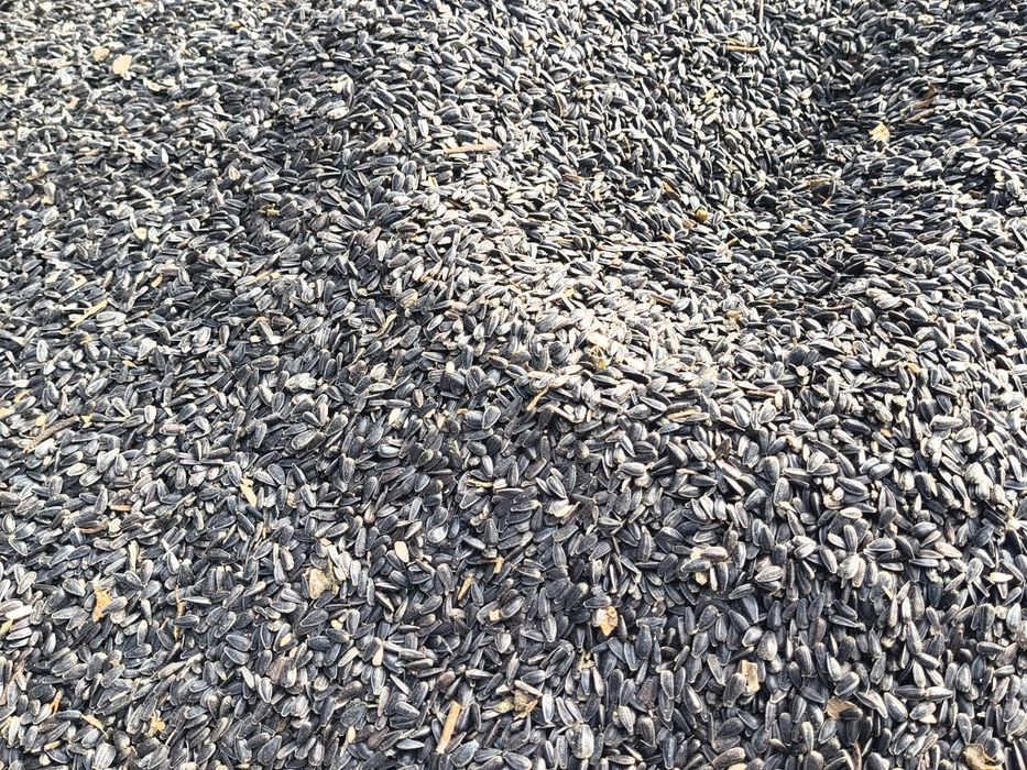 Vând floarea soarelui