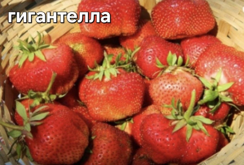 Продам саженцы клубники