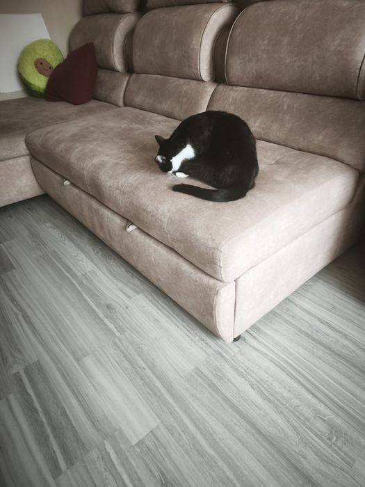 Отдам котика в добрые руки
